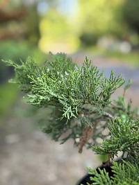Можжевельник казацкий 'Там Ноу Блайт' (Juniperus sabina 'Tam No Blight')