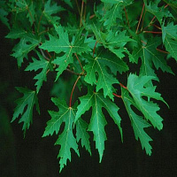 Клен серебристый (Acer saccharinum )