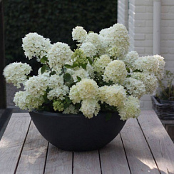 Гортензия метельчатая 'Бомбшелл' (Hydrangea paniculata 'Bombschell')