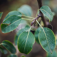 Груша обыкновенная 'Видная' (Pyrus communis 'Видная')