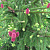 Ель обыкновенная 'Акрокона' (Picea abies 'Acrocona')