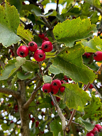 Боярышник алый (Crataegus coccinea)
