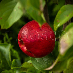 Яблоня домашняя 'Мантет' (Malus domestica 'Мантет')