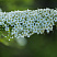 spireya-seraya-grefshejm-spiraea-cenerea-grefsheim-cvety.jpg