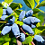 Жимолость съедобная 'Аврора' (Lonicera edulis 'Aurora')