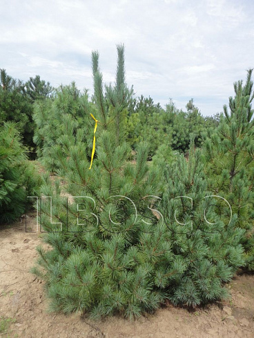 sosna-vejmutova-pinus-strobus-sazhency-ryadami.jpg