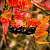 Арония черноплодная (Aronia melanocarpa)