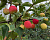 Яблоня декоративная 'Долго' (Malus 'Dolgo')