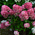 Гортензия метельчатая 'Даймонд Руж' (Hydrangea paniculata 'Diamond Rouge')