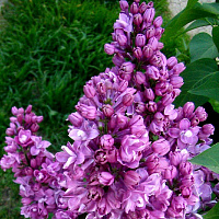 Сирень обыкновенная 'Мишель Бюхнер' (Syringa vulgaris 'Michelle Buchner')