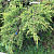 Можжевельник средний 'Голд Стар' (Juniperus media 'Gold Star')