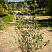 aroniya-chernoplodnaya-hidzhin-aronia-melanocarpa-hugin-sazhenec.jpg