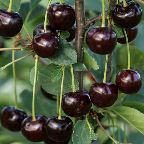 vishnya-obyknovennaya-shokoladnica-cerasus-vulgaris-shokoladnica-morozostojkij-sort