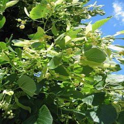 Липа американская 'Нова' (Tilia americana 'Nova')