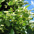 Липа американская 'Нова' (Tilia americana 'Nova')