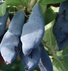 Жимолость съедобная 'Бакчарский великан' (Lonicera caerulea 'Бакчарский великан')