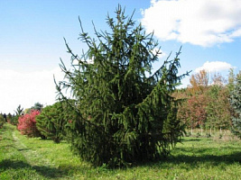 Ель обыкновенная 'Виргата Компакта' (Picea abies 'Virgata Compacta')