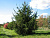 Ель обыкновенная 'Виргата Компакта' (Picea abies 'Virgata Compacta')