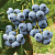 Голубика высокорослая 'Бонифаций' (Vaccinium corymbosum 'Bonifacy')