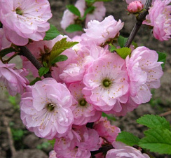 Миндаль трехлопастной (Prunus triloba Multiplex)