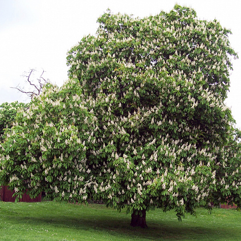 kashtan-konskij-aesculus-hippocastanum-krona-v-cvetu
