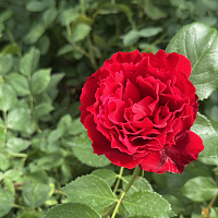 Роза 'Прэйри Джой' (Rose 'Prairie Joy')