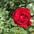 Роза 'Прэйри Джой' (Rose 'Prairie Joy')