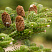 pihta-korejskaya-abies-koreana-shishki.jpg