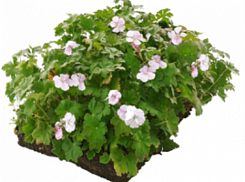 Рулонный многолетник Герань кембриджская 'Биоково' (Geranium cantabrigiense 'Biocovo')