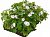 Рулонный многолетник Герань кембриджская 'Биоково' (Geranium cantabrigiense 'Biocovo')