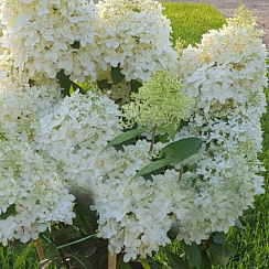 Гортензия метельчатая 'Мэджикал Свит Саммер' (Hydrangea paniculata 'Magical Sweet Summer')