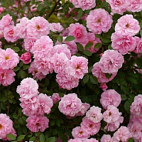 Роза 'Джон Дэвис' (Rose 'John Davis')