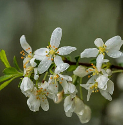 Яблоня торинго (Malus toringo)