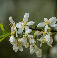 Яблоня торинго (Malus toringo)
