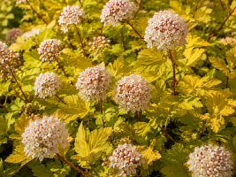 Пузыреплодник калинолистный 'Мэджик Болл' (Physocarpus opulifolium 'Magic Ball')