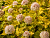 Пузыреплодник калинолистный 'Мэджик Болл' (Physocarpus opulifolium 'Magic Ball')