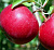 Яблоня домашняя 'Красное раннее' (Malus domestica 'Красное раннее')