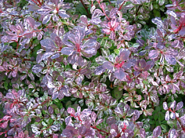 Барбарис Тунберга 'Наташа' (Berberis thunbergii 'Natasca')