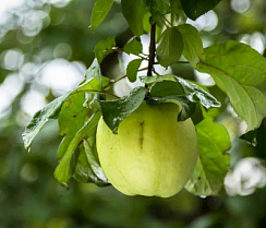 Яблоня домашняя 'Белый налив' (Malus domestica 'Белый налив')
