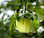 Яблоня домашняя 'Белый налив' (Malus domestica 'Белый налив')