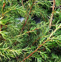 Можжевельник обыкновенный 'Суецика' (Juniperus communis 'Suecica')