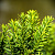 Тисс средний 'Хилли' (Taxus media 'Hillii')