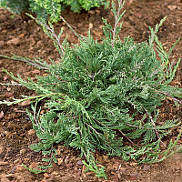 Можжевельник горизонтальный 'Прострата' (Juniperus horizontalis 'Prostrata')