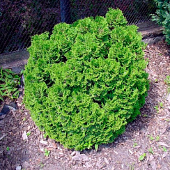 Туя западная 'Бетлер' (Thuja occidentalis 'Betler' )