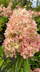 Гортензия метельчатая 'XS-лайт' (Hydrangea paniculata 'XS-Light')