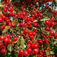 Боярышник кроваво-красный (Crataegus sanguinea)