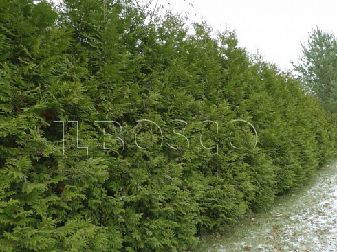 tuya-zapadnaya-brabant-thuja-occidentalis-brabant-zhivaya-izgorod