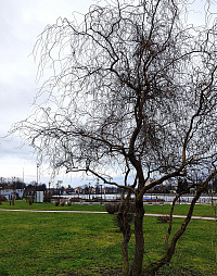 Ива 'Тортуоза' (Salix 'Tortuosa')