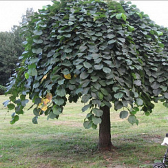 Вяз шершавый 'Пендула' (Ulmus glabra 'Pendula')