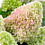 Гортензия метельчатая 'Литтл Фреско' (Hydrangea paniculata 'Little Fresco')